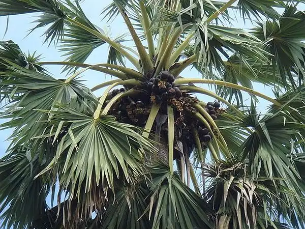 Palmyra Palm (તાડનું ઝાડ / તાલ)